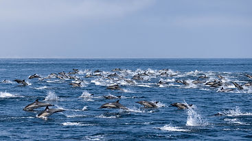 Large Pod of Dolphins sighted off the Condor Express Santa Barbara Whale Watching