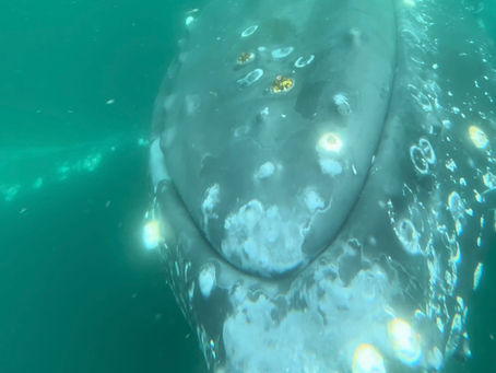 Mugger, among 18+ whales across 2 trips