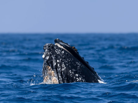 6 humpbacks and more across 2 trips!