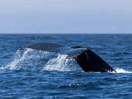 11 humpback whales, 3,000 common dolphins