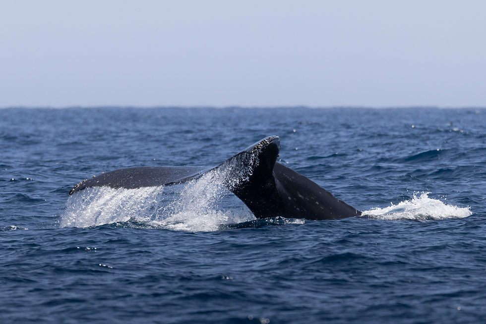 1 Humpback Whale, 1 Minke Whale, 3,000 Common Dolphins