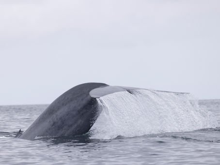 2 Trips. 5 Humpbacks, 1 Blue Whale, Common Dolphins
