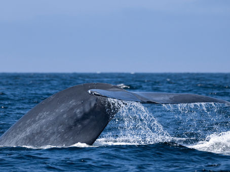11 Humpback Whales, 2 blue Whales, 1 Fin whale, 1500 common dolphins