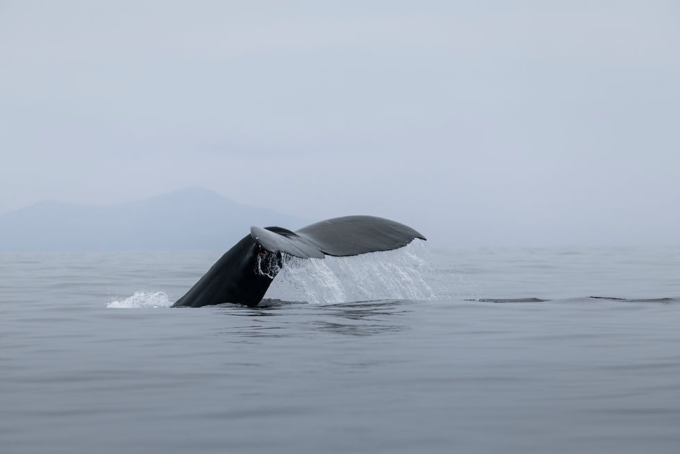A young humpback, a minke, and a thousand dolphins