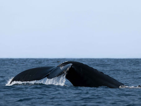 Our first public trip! | 2 Humpback whales, dolphins, and huge sunfish