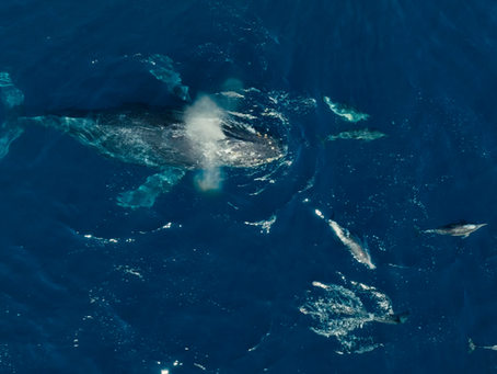 15+ Humpback Whales in an epic feeding frenzy!