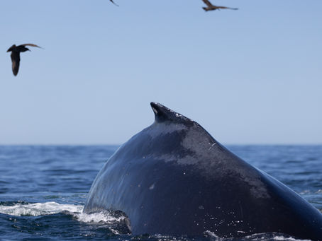 A pair of whales and more! | 2+ Humpbacks, 3,000 Common Dolphins