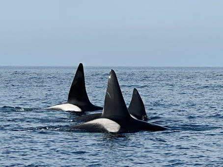 Rarely seen KILLER WHALES + Gray Whale PREDATION!