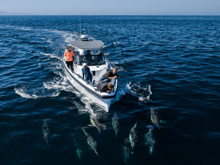 12+ humpbacks, unlimited dolphins