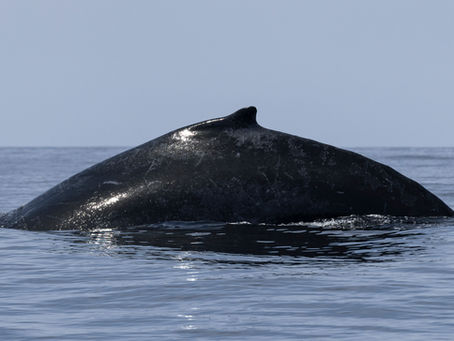 Stunning March Day with lots of Life!