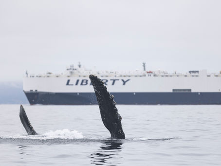 Pec-slapper in the lanes! One of 14+ Humpbacks today