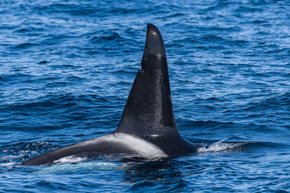 Old Friends in the form of Killer Whales