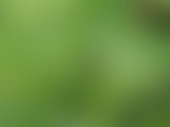 Zanzare e virus: come prevenirli con pulizia e giardinaggio