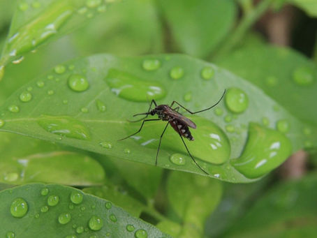 Zanzare e virus: come prevenirli con pulizia e giardinaggio