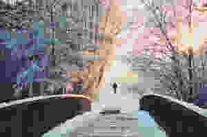 alone branches bridge bright