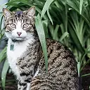 Gato atigrado en el jardín