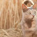 Gato al aire libre
