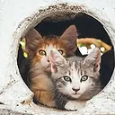 Dos gatitos curiosos