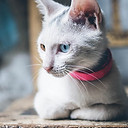 Gato blanco de ojos azules