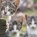 Gatitos explorando
