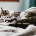 Gato descansando