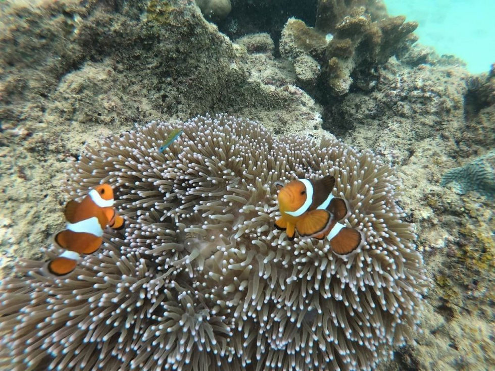 ree