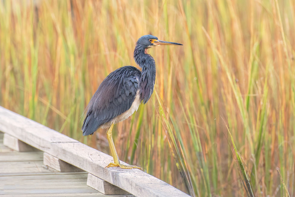 Tricolored Heron