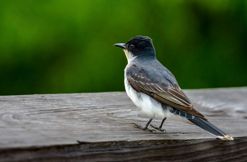 Kingbird