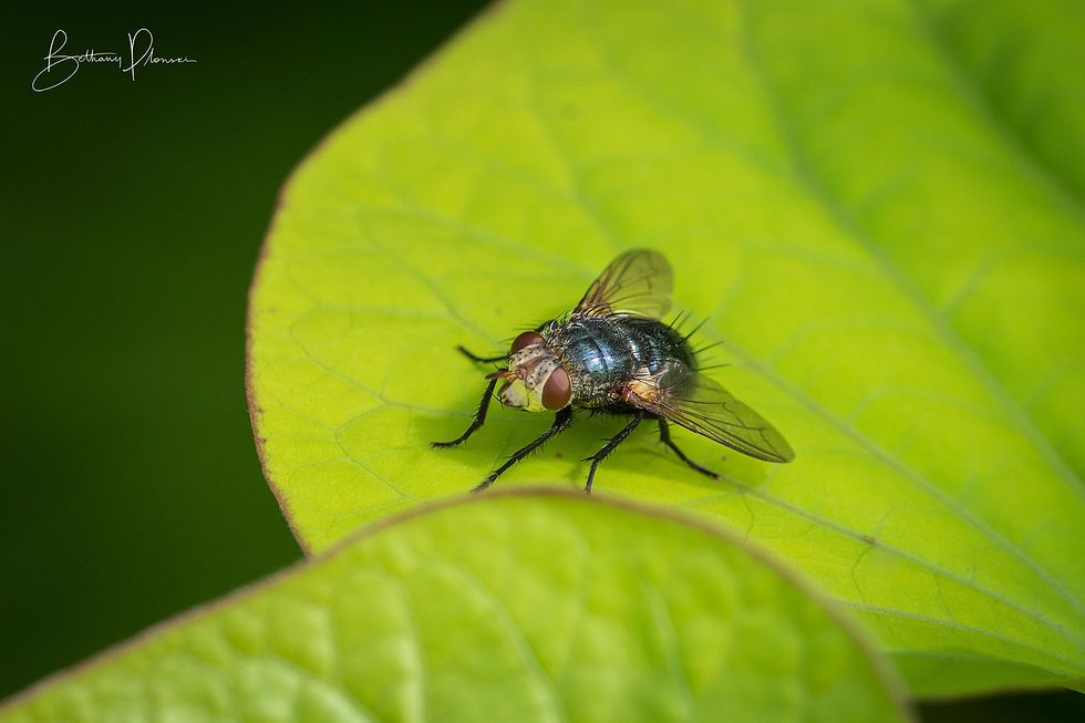 Fly perched on a leaf
