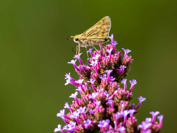Fiery Skipper