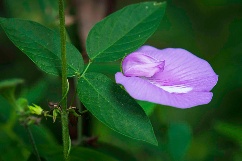 Spurred Butterfly Pea