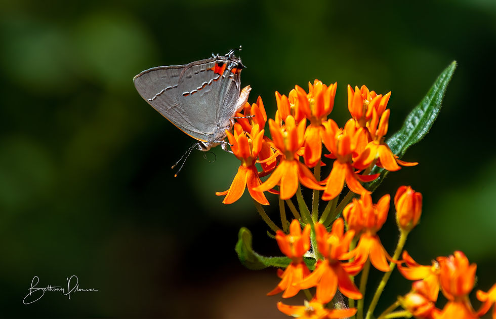 Gray hairstreak butterfly on butterfly weed