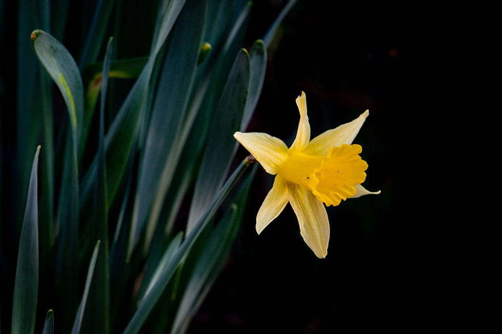 Daffodil