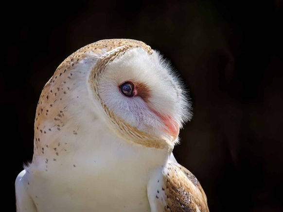Barn owl