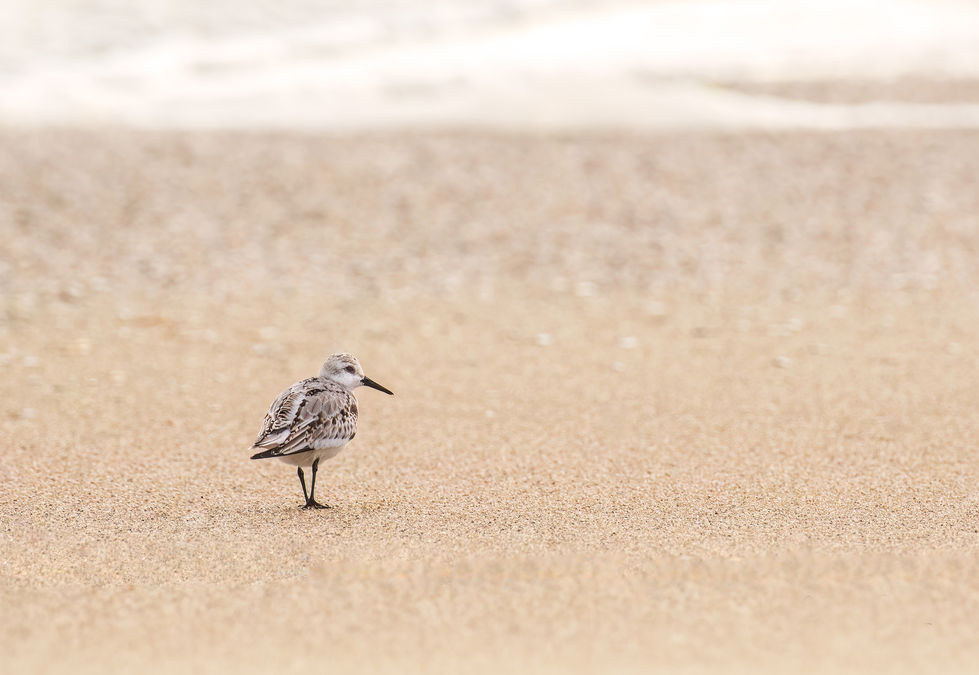 Sanderling
