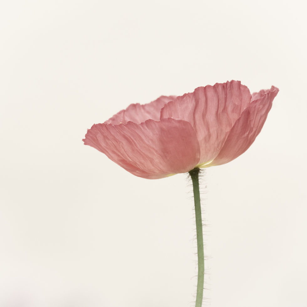 Pink Poppy
