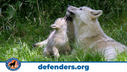 Moore proudly partnered with Defenders of Wildlife to release their latest PSA, “Wildlife Needs You Now”   