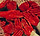 Painted Heart