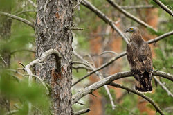 DSC_7411-topaz-denoise-sharpen-lighting-upscale-2x