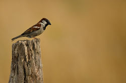 DSC_0483-topaz-denoise-sharpen-lighting