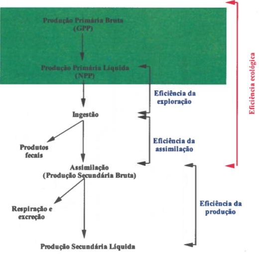 Fig. 10. Representação diagramática da eficiência ecológica ou de Lindeman.