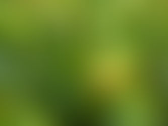 Reformulação (2026) do Projeto Agroflorestal das Herdades de Murta e Monte Novo (HM-MN-R) II - Parecer da SPECO