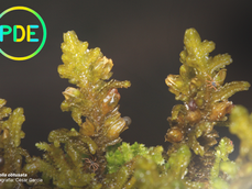 Prémio de Doutoramento em Ecologia - Fundação Amadeu Dias: Vencedores da Edição 2025