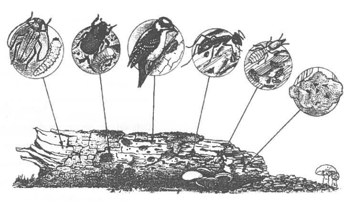 Fig. 5. Tronco de árvore apodrecido com alguns detritívoros e decompositores mais frequentes.