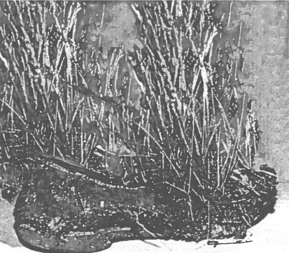 Fig. 6. Exemplo dum microecossistema, constituído por um sapato colonizado por diferentes espécies, desde fungos a plantas superiores.