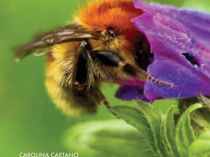 Guardiões das Flores: O elo invisível entre os polinizadores e a vida na Terra