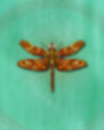 A red dragonfly digital painting on a green background