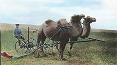 Camels served many uses for farmers.