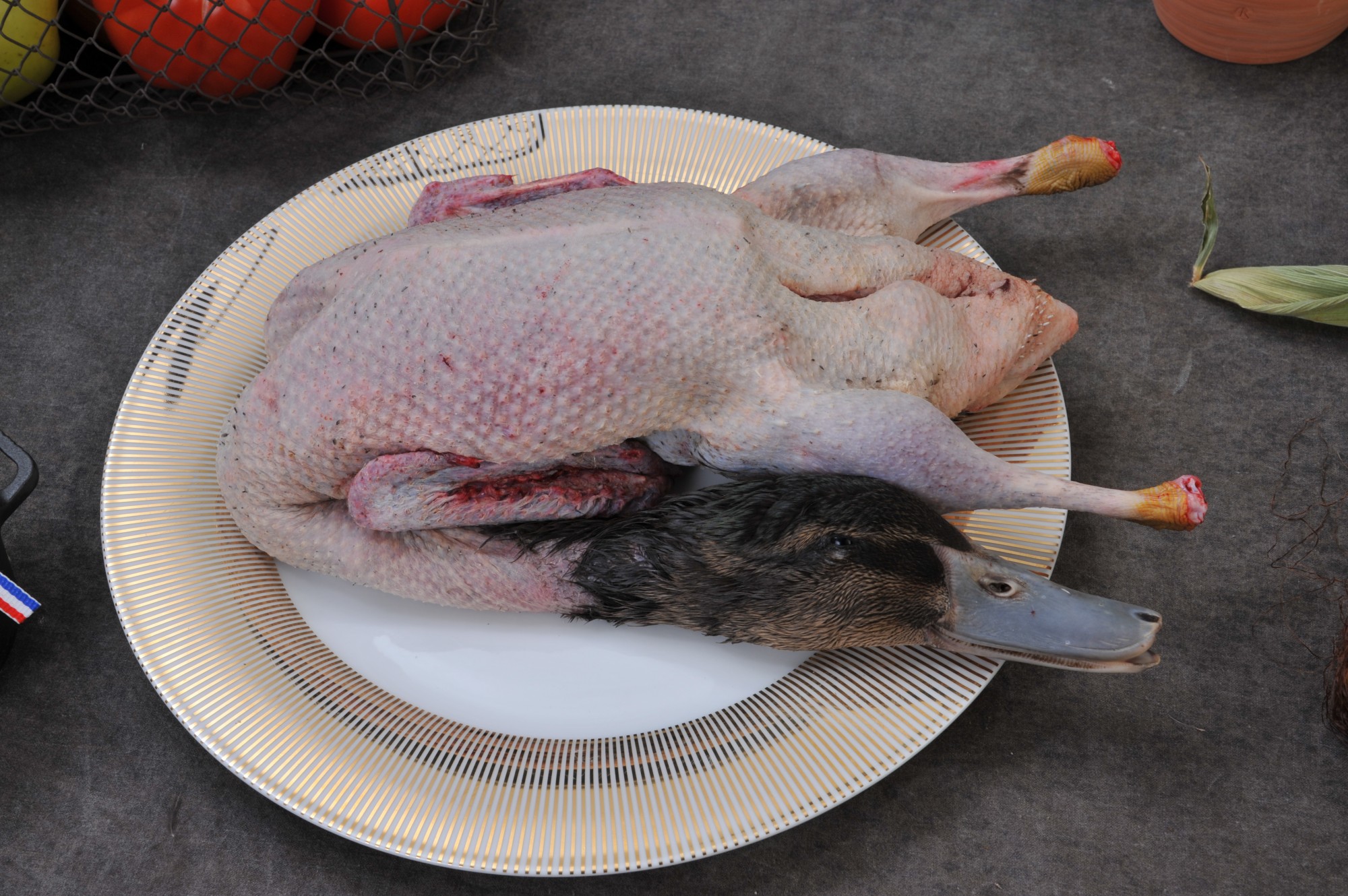 Pato de Sangre BURGAUD