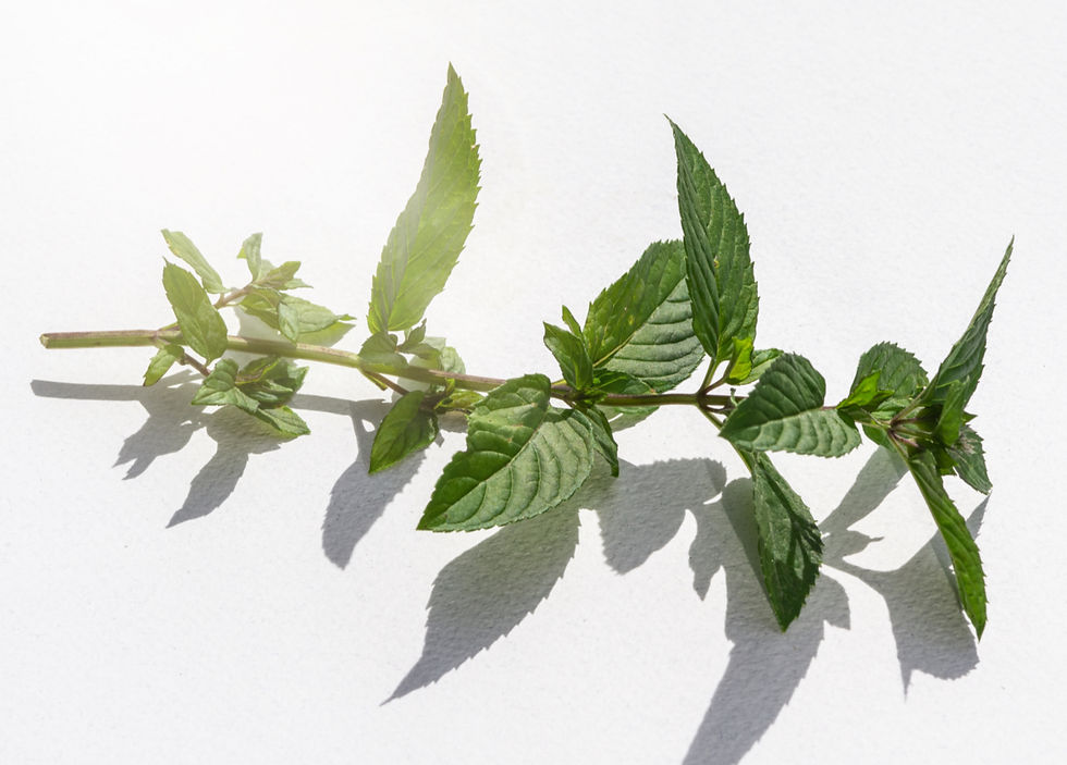 Pefferminze ist reich an Menthol und ein wertvolles Allergen in der Naturkosmetik